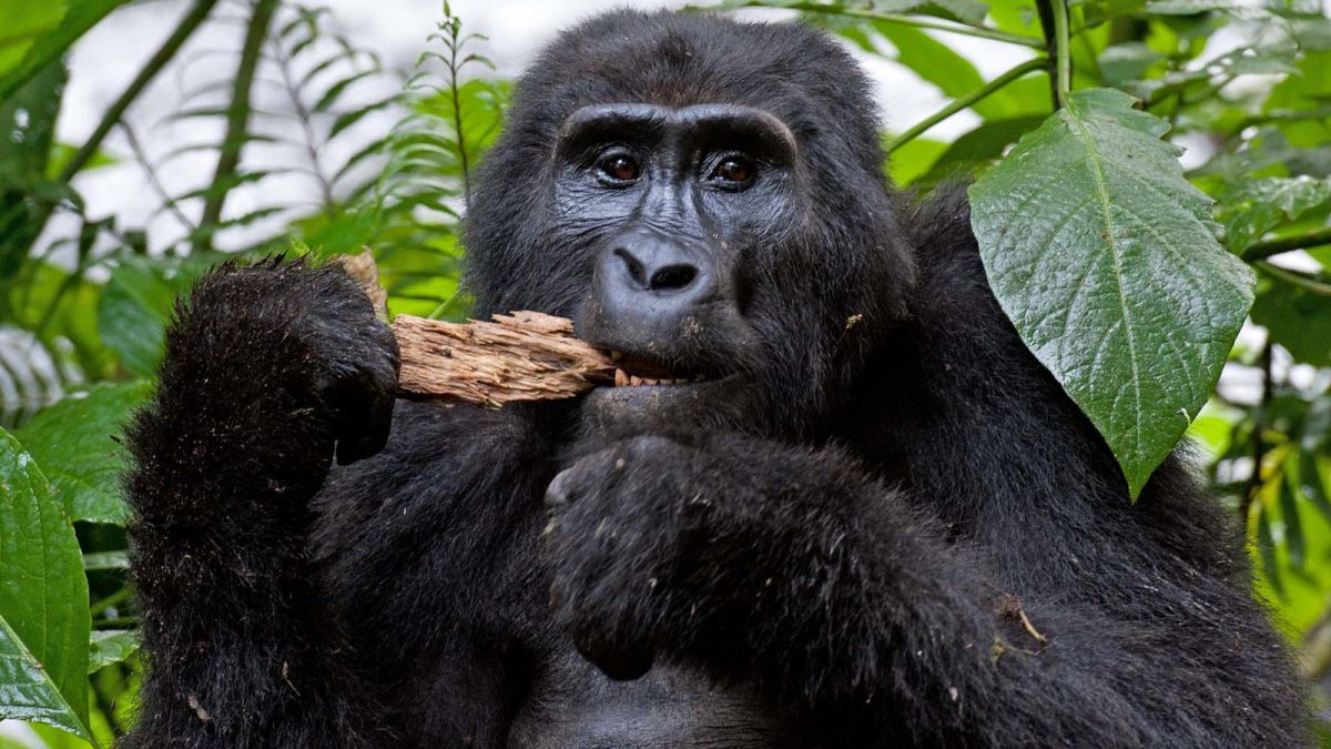 10 Uganda wildlife safari top rated destination for First timers on Africa safari
